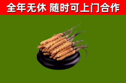 高平回收散虫草