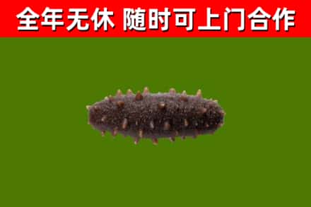 高平回收海参干